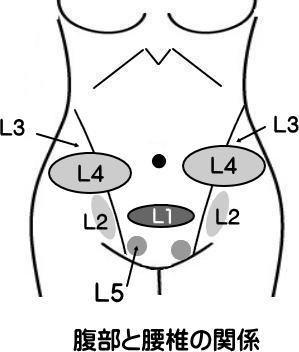 野口整体　腹部操法　腹部と腰椎との関係