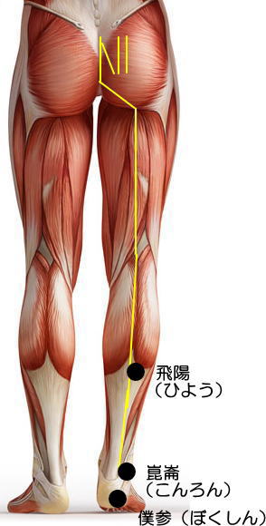 下肢の筋肉のイラスト