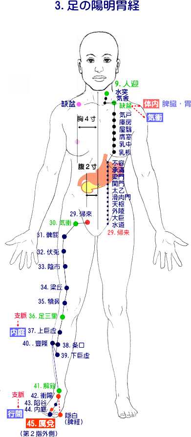 十四経発揮　足の陽明胃経の体幹、体肢部