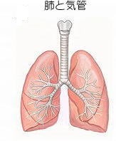 肺、気管