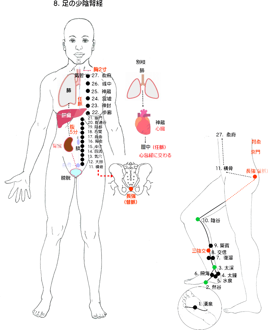 足の少陰腎経の流注図　下肢