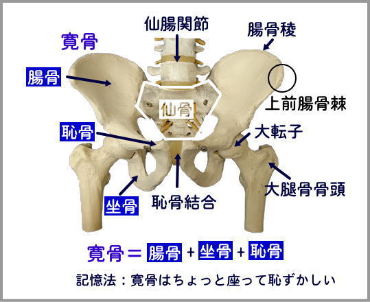骨盤の詳細図