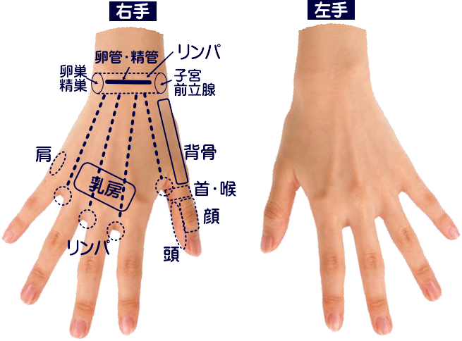ハンドリフレクソロジーの手の分布図、手の甲