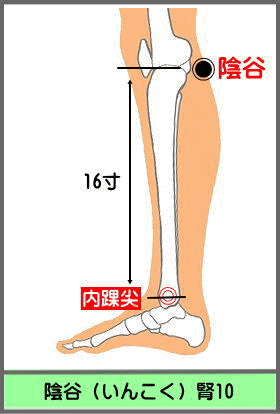ツボ　いんこく