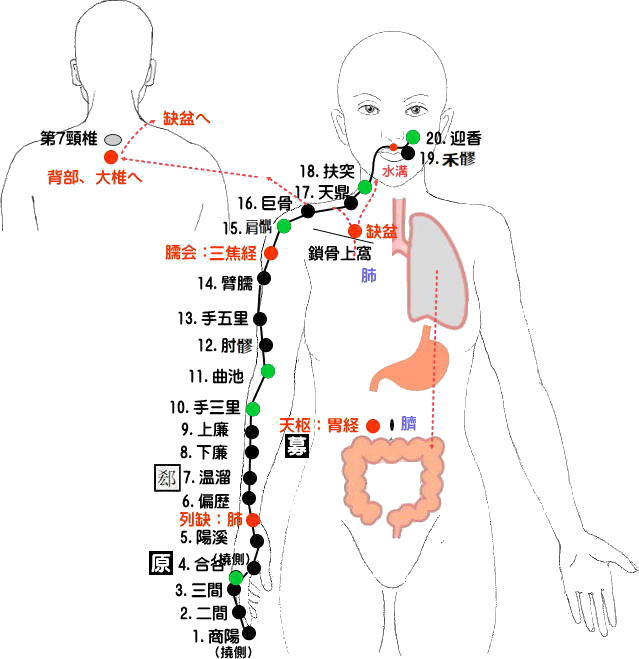 手の陽明大腸経の経絡図