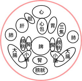 増永静人先生の経絡と腹の反応部位２