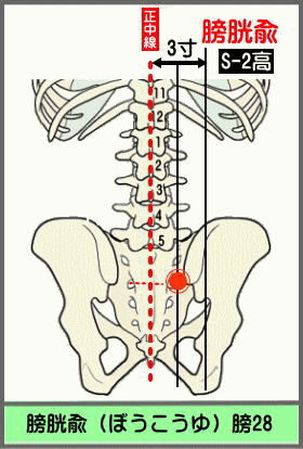 ツボ　ぼうこうゆ